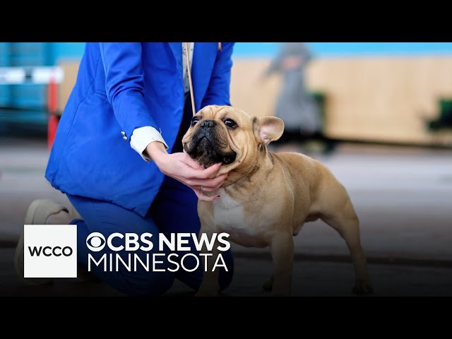 ⁣More than 1,000 pups compete in 2025 Land O'Lakes Kennel Club Dog Show