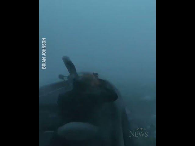 ⁣Two fishermen and dog survive tornado in a boat