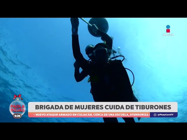 ⁣Paola Rojas convivió con tiburones toro en Playa del Carmen | DPC con Paola Rojas