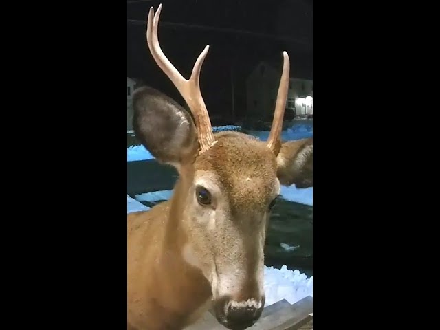 ⁣Doorbell camera foils deer munching on holiday plants #Shorts