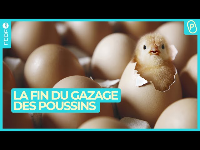 ⁣Oeufs ovosexés : la fin du gazage des poussins vivants - On n'est pas des Pigeons