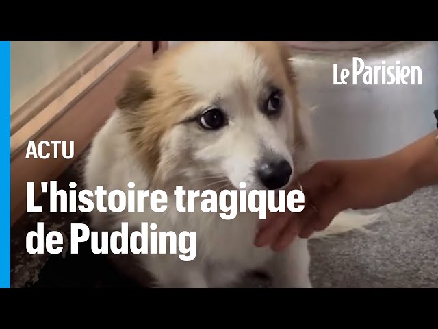 ⁣Crash en Corée du Sud : Pudding, la chienne qui erre à la recherche de ses maîtres disparus