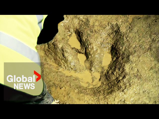 ⁣Jurassic highway: Hundreds of dinosaur footprints found in UK quarry