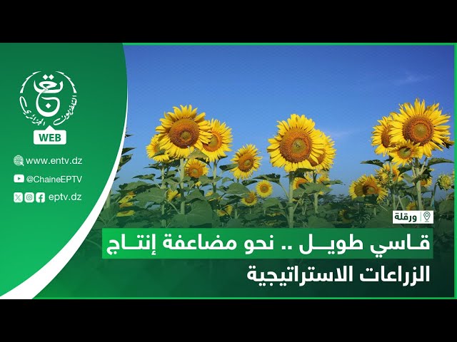 ⁣ورقلة - فلاحة - قاسي طويل .. نحو مضاعفة إنتاج الزراعات الاستراتيجية