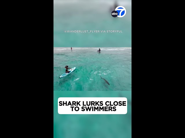 ⁣Drone captures shark lurking close to swimmers