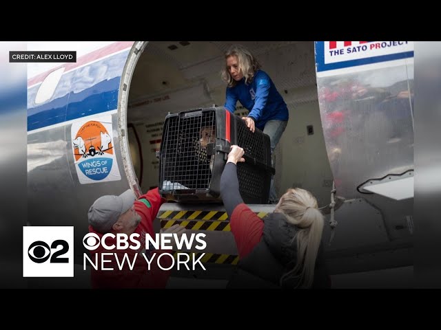 ⁣75 stray dogs, cats from Puerto Rico arrive in New Jersey