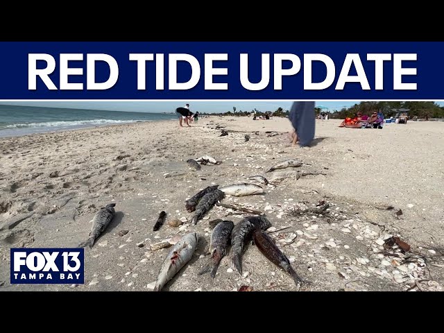 ⁣Lake Okeechobee releases could be impacting red tide in Sarasota County