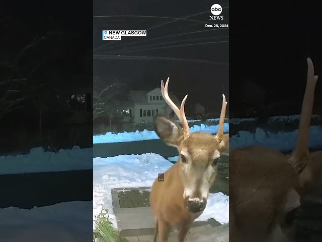 ⁣Woman uses security camera to shoo away buck from front door