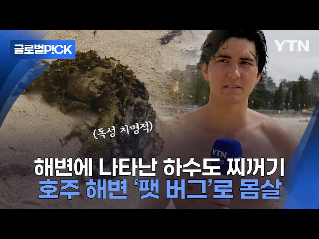 ⁣[반복재생] '그냥 돌인 줄 알았는데'...독성 가득한 '팻버그'에 신음하는 호주