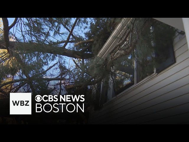 ⁣Strong winds knock down trees across Massachusetts