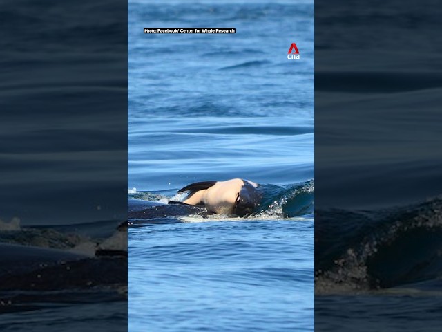 ⁣Orca that carried dead calf for weeks in 2018 does so again