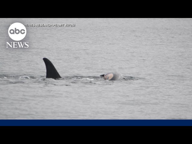 ⁣Mother whale caught in apparent act of mourning for dead calf