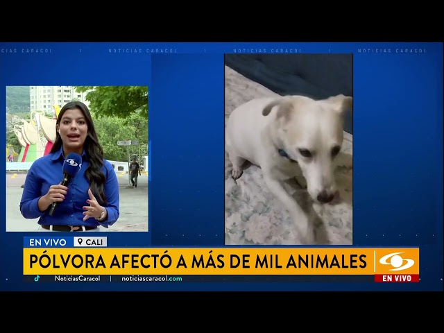 ⁣Más de mil animales resultaron afectados por la pólvora en Cali