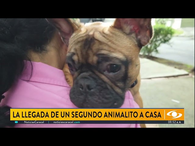 ⁣Abecé para recibir a un segundo animalito en el hogar: tenga en cuenta estas claves