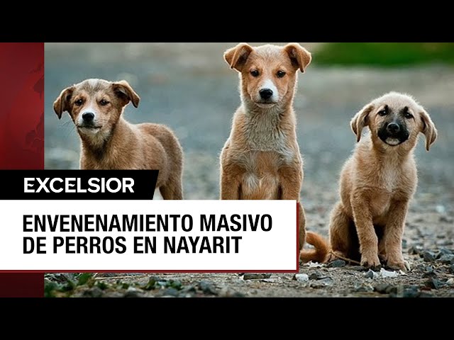 ⁣Crueldad animal en Nayarit: Más de 30 perros muertos por envenenamiento