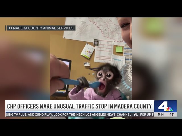 ⁣CHP officers make unusual traffic stop in Madera County