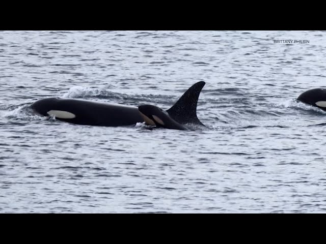 ⁣An orca that carried her dead calf for weeks in 2018 is doing so once again