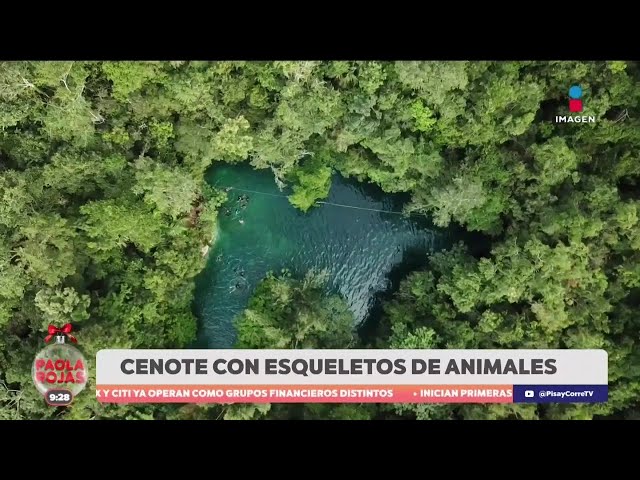 ⁣Descubre las maravillas que puedes encontrar en el Cenote Zapote