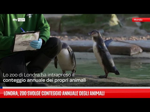 ⁣Londra, zoo svolge conteggio annuale degli animali