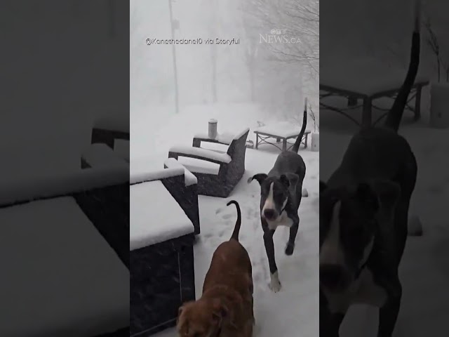 ⁣Watch how these dogs react to the heavy snow