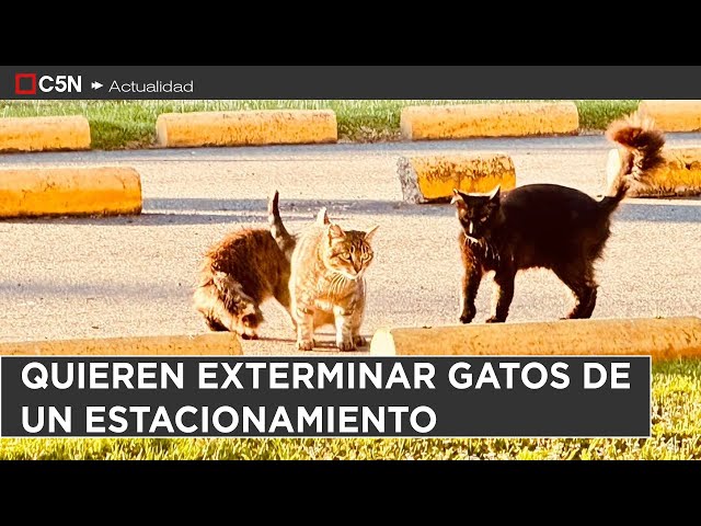 ⁣DENUNCIAN que UNICENTER quiere EXTERMINAR a los GATOS de su ESTACIONAMIENTO