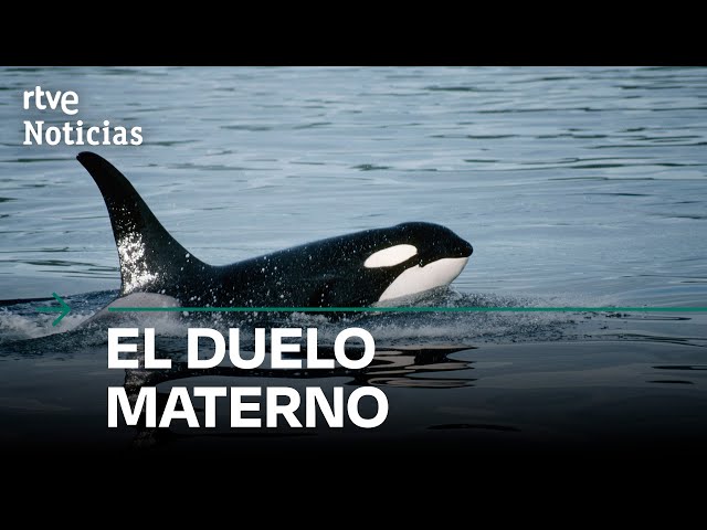 ⁣Una ORCA se DESPLAZA con su CRÍA FALLECIDA como ya lo HIZO con otro BALLENATO en 2018 | RTVE