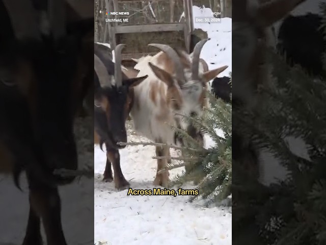 ⁣Instead of going to a landfill, your old Christmas tree could feed some hungry goats.