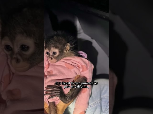 ⁣CHP finds baby Spider Monkey during unusual traffic stop in Madera County