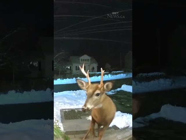 ⁣Woman uses doorbell camera to shoo away deer