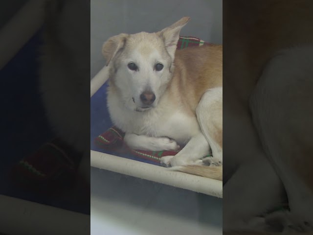 ⁣La Winnipeg Humane Society est au bord de la crise | Vidéojournal