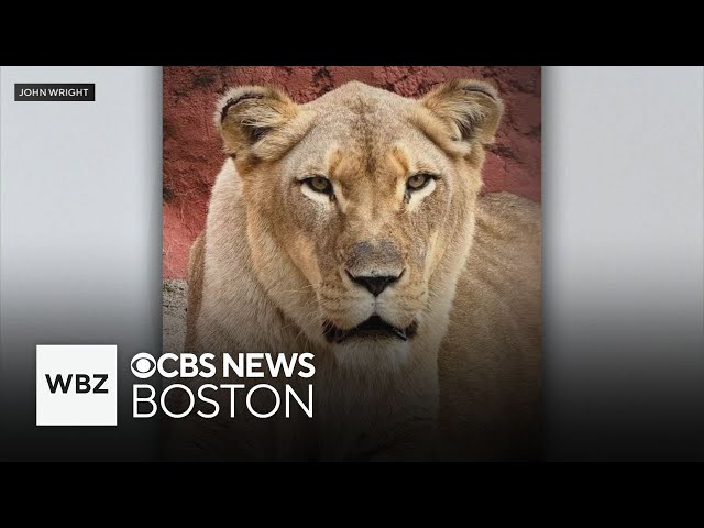 ⁣Lioness at Attleboro zoo dies of natural causes