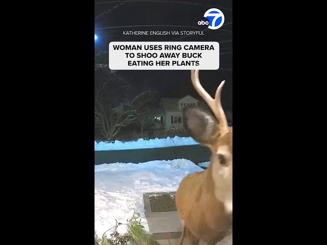 ⁣Woman uses ring camera to shoo away buck eating her plants