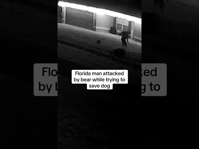 ⁣A Florida man was bitten by a black bear cub while trying to save his dog in Volusia County. #news