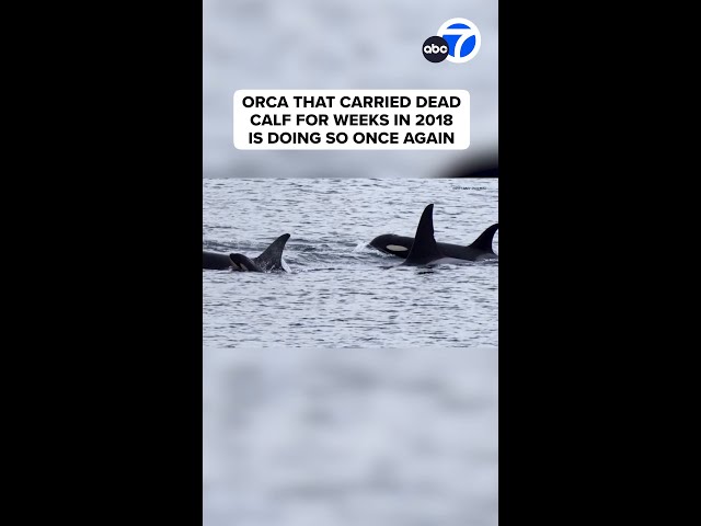 ⁣Orca that carried dead calf for weeks in 2018 is doing so once again