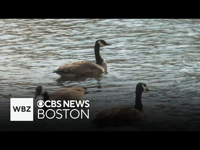 ⁣Birds return home to Muddy River after getting cleaned from oil spill