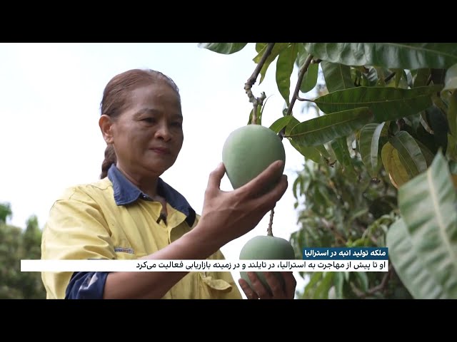 ⁣ملکه تولید انبه در استرالیا