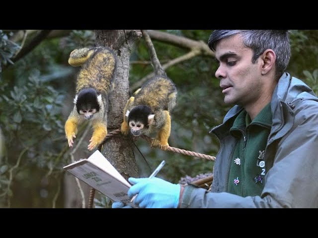 ⁣Die Bewohner des Londoner Zoos werden bei der jährlichen Bestandsaufnahme gezählt