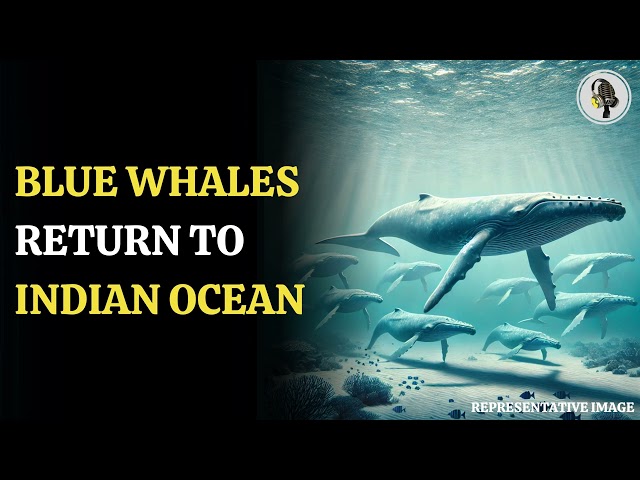 ⁣Blue Whales Return to Indian Ocean After Decades of Absence | WION Podcast