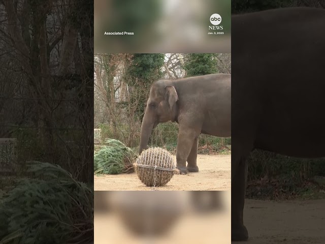 ⁣Zoo elephants and giraffes dine on Christmas trees