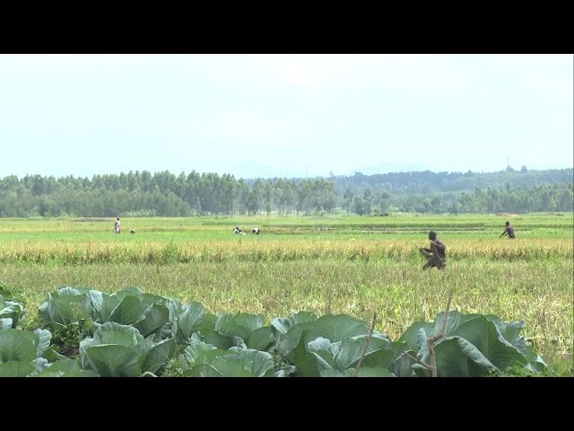 ⁣Wetland restoration , What if Uganda had embraced Professor Bukenya's upland rice-growing proje