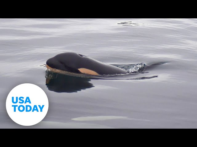 ⁣Orca whale pushes her dead calf through water | USA TODAY