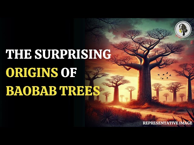 ⁣How Baobab Trees Journeyed From Madagascar to Africa and Australia | WION Podcast