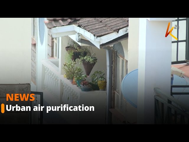 ⁣Kenyans defining modern living through the infusion of indoor plants for air purification