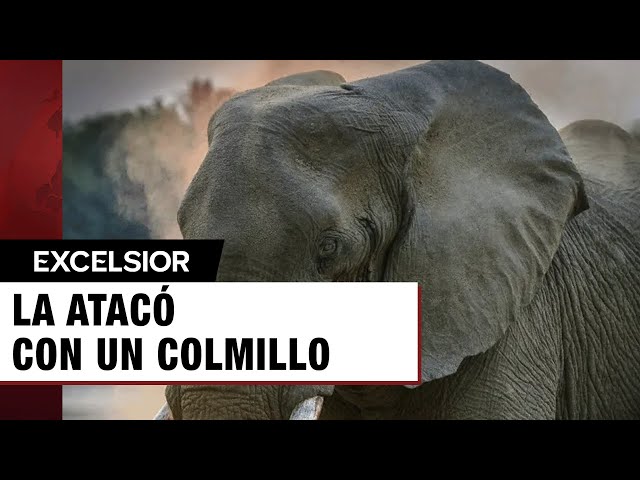 ⁣Elefante ataca y mata a una turista española en Tailandia