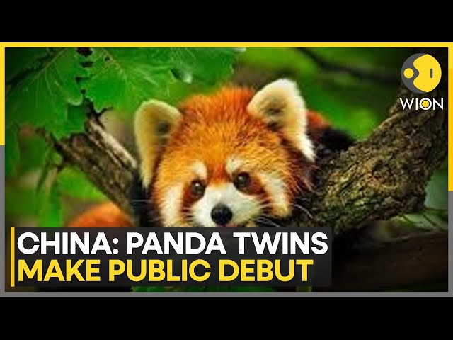 ⁣Panda Twins Make Public Debut In China's Yunnan | World News | WION