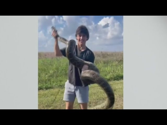 FAU student catches massive Burmese python while on Florida Everglades trip with girlfriend