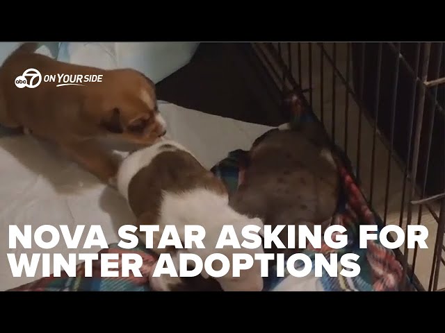 ⁣NovaStar Rescue seeking adoptions during severe cold weather