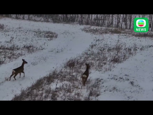 ⁣TVB News｜5 January 2025│Little roe deer in Inner Mongolia