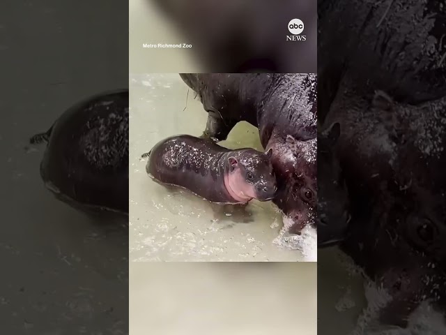 ⁣Pygmy hippo calf experiences water for the first time