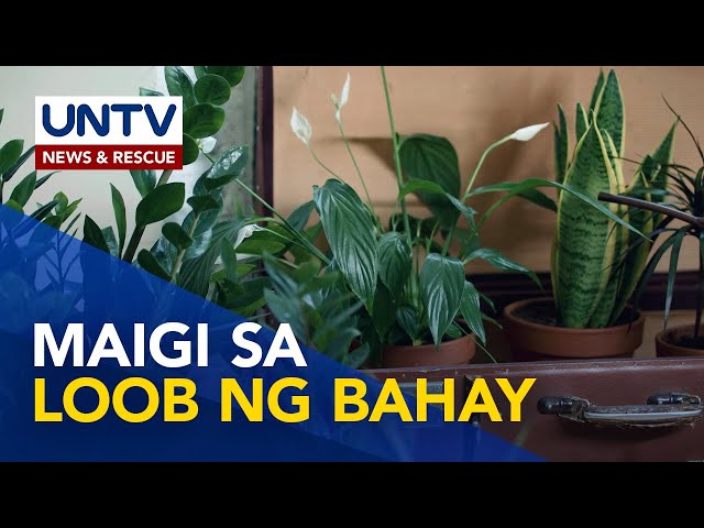 ⁣Mga halaman na nakapaglilinis ng hangin na pwedeng ilagay sa loob ng tahanan | Wonders of Creation